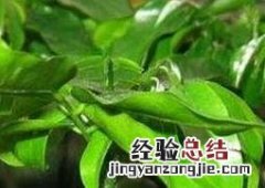 元宝竹的养殖方法和注意事项 元宝竹的养殖方法和注意事项图片