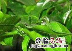 元宝竹的养殖方法和注意事项 元宝竹的养殖方法和注意事项图片
