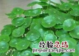 金钱草铜钱草有何区别 铜钱草和金钱草的区别