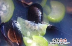 淡菜汤的功效及做法视频 淡菜汤的功效及做法