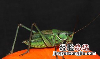 养蝈蝈 蝈蝈如何繁殖