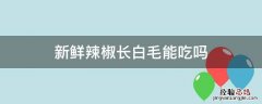 新鲜辣椒长白毛了还能吃吗 新鲜辣椒长白毛能吃吗