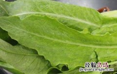 油麦菜做法大全窍门 油麦菜的家常做法大全