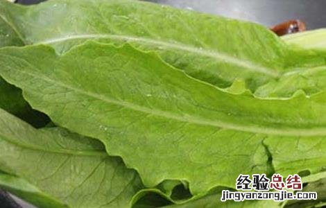 油麦菜做法大全窍门 油麦菜的家常做法大全