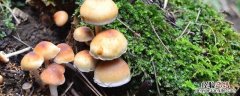 真菌菇怎么做 菌菇如何生产