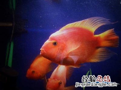 鹦鹉鱼的常见病 鹦鹉鱼常见病有哪些
