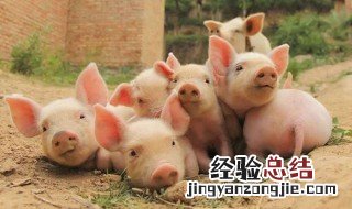 母猪孕后期低温喂鸡蛋可以吗 下文解答