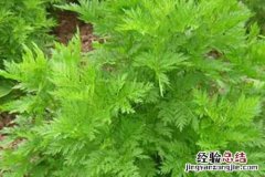 胡颓子叶的营养价值