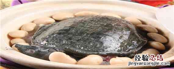 关于甲鱼养殖技术 甲鱼的养殖技术