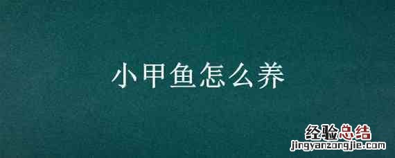 小甲鱼怎么养 在家 小甲鱼怎么养