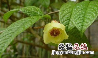 金花茶的营养成分 金花茶的营养价值