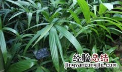 棕竹不宜放在家里养殖的原因是什么 棕竹不宜放在家里养殖的原因