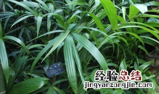 棕竹不宜放在家里养殖的原因是什么 棕竹不宜放在家里养殖的原因