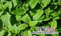 食用薄荷需要几天浇水 薄荷需要多浇水吗?