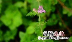 松蒿怎么做好吃 怎么做松蒿好吃