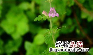 松蒿怎么做好吃 怎么做松蒿好吃
