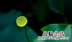 皇甫岳云溪杂题五首·莲花坞翻译 皇甫岳云溪杂题五首莲花坞原文翻译