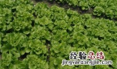 在制作有机肥时怎样避免臭味 如何减少自制有机肥臭味