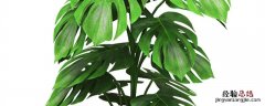 龟背竹移栽时间 龟背竹种植方法和时间