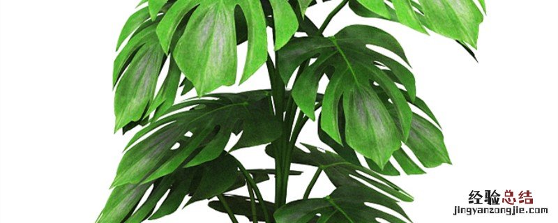 龟背竹移栽时间 龟背竹种植方法和时间