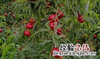 极早熟油桃新品种 33一20早熟油桃品种
