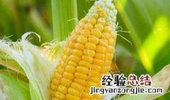 煮熟的玉米能放多久 煮熟的玉米能放几天