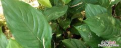 广东万年青种植方法和时间 广东万年青生长周期