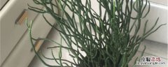 光棍树种植方法和时间 光棍树怎么栽