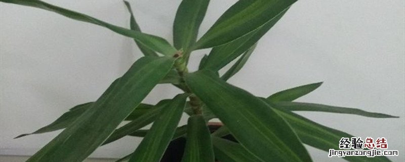 观音竹怎么栽 观音竹种植方法和时间