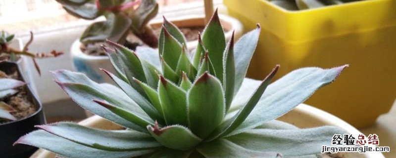观音莲什么时候移栽好 观音莲种植方法和时间