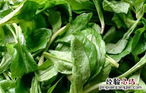 马兰头的做法大全家常 马兰头的做法大全