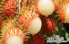 红毛丹怎么吃最好 红毛丹怎么吃最好呢