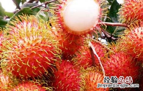 红毛丹怎么吃最好 红毛丹怎么吃最好呢