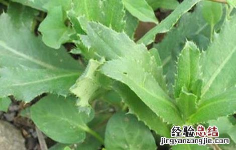 刺儿菜的做法大全视频 刺儿菜的做法大全