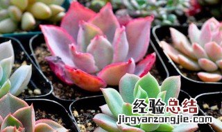 多肉多久换一次盆换土 多肉多久换一次盆