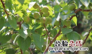 杏树的夏季修剪方法 杏树夏季修剪技术要点
