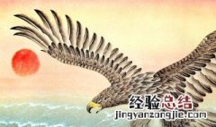 有谁知道客厅挂鹰有何讲究呢 有谁知道客厅挂鹰有何讲究?