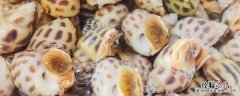 新鲜花螺放保鲜室还是冷冻室 花螺放冷冻还是冷藏