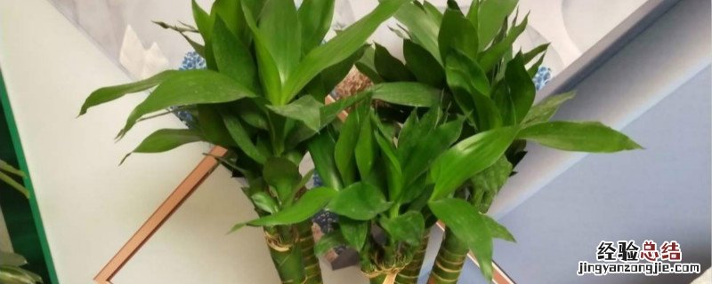 富贵竹种植方法和注意事项 富贵竹种植方法和时间