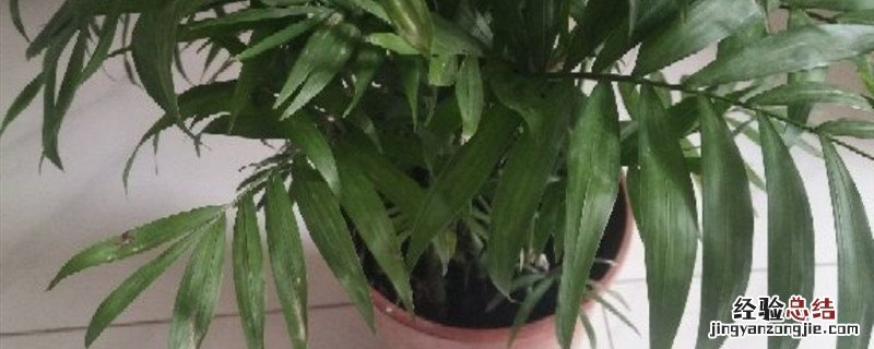 富贵椰子种子种植是几月份 富贵椰子种植方法和时间