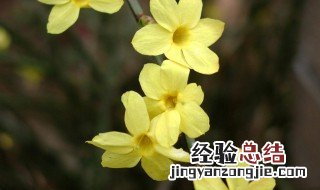 迎春花是什么颜色 迎春花是什么颜色 迎春花图片