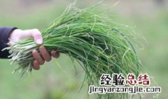 野韭菜头的功效 野韭菜和藠头的区别