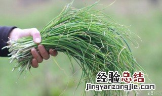 野韭菜头的功效 野韭菜和藠头的区别