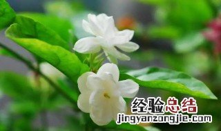 茉莉花可以在卧室养吗 茉莉花可以在卧室养吗?