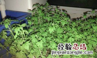 薄荷种子最低发芽温度是多少 薄荷种子最低发芽温度