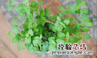 猫薄荷和薄荷有什么不同 猫薄荷和薄荷有区别吗