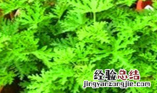薄荷有什么吉祥寓意 薄荷的寓意和象征风水