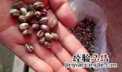 洋辣子怎么做好吃 洋辣子的做法