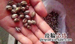 洋辣子怎么做好吃 洋辣子的做法