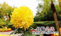 菊花的寓意是什么? 菊花的寓意是什么